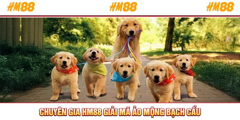Chuyên gia HM88 giải mã ảo mộng bạch cẩu