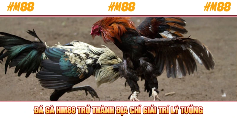 Đá gà HM88 trở thành địa chỉ giải trí lý tưởng